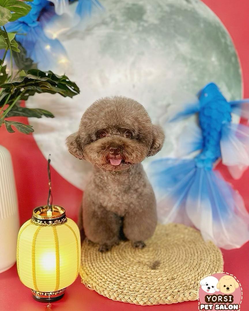 [🆕🇻🇳] YORSI – Pet Grooming 🐶🦜 Top1Pets 🐱🐠 Trung thu có iem bé đi làm spa nòTụi mình không chỉ là tiệm spa, tụi mình là nơi boss được yêu chiều như “hoàng thượng”!
Từ tắm – cắt tỉa – nhuộm màu siê , shares-0✔️ , likes-0❤️️ , date-2025-09-08 13:52:49🐶🐱🇻🇳🇻🇳🇻🇳📰🆕