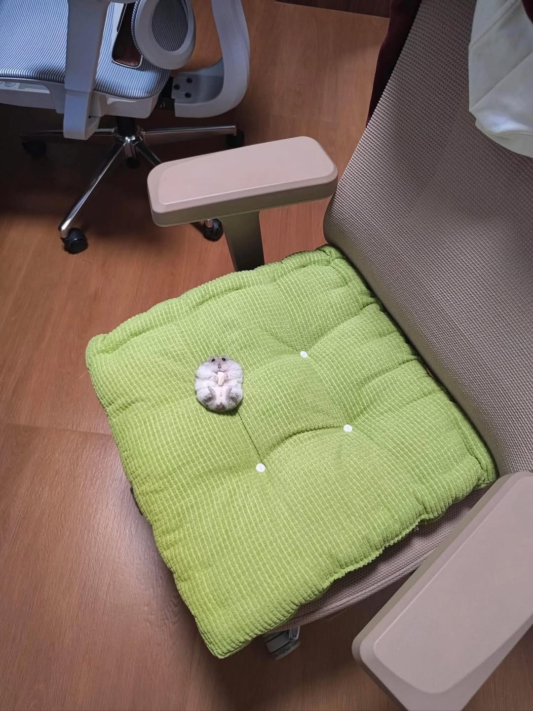 [🆕🇻🇳] Chuột hamster ninh bình  🐶🦜 Top1Pets 🐱🐠 Tổng tài và chiếc giường của Anh Ấy
, shares-0✔️ , likes-0❤️️ , date-2025-09-27 15:00:00🐶🐱🇻🇳🇻🇳🇻🇳📰🆕