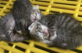 [🆕🇻🇳] Thú Y & Petshop Luân Phan – Quận 12 Hóc Môn 🐶🦜 Top1Pets 🐱🐠 Mèo Mẹ sanh đc 3 em nhỏ
Bầu mà không có chủ nên đi lang thang, PK đã mang về giúp con đẻ đc 3 cháu
– Sắp lớn rồi nên PK tặng 3 bé lại cho bạn nào nhận nu , shares-0✔️ , likes-1❤️️ , date-2025-09-09 20:22:37🐶🐱🇻🇳🇻🇳🇻🇳📰🆕