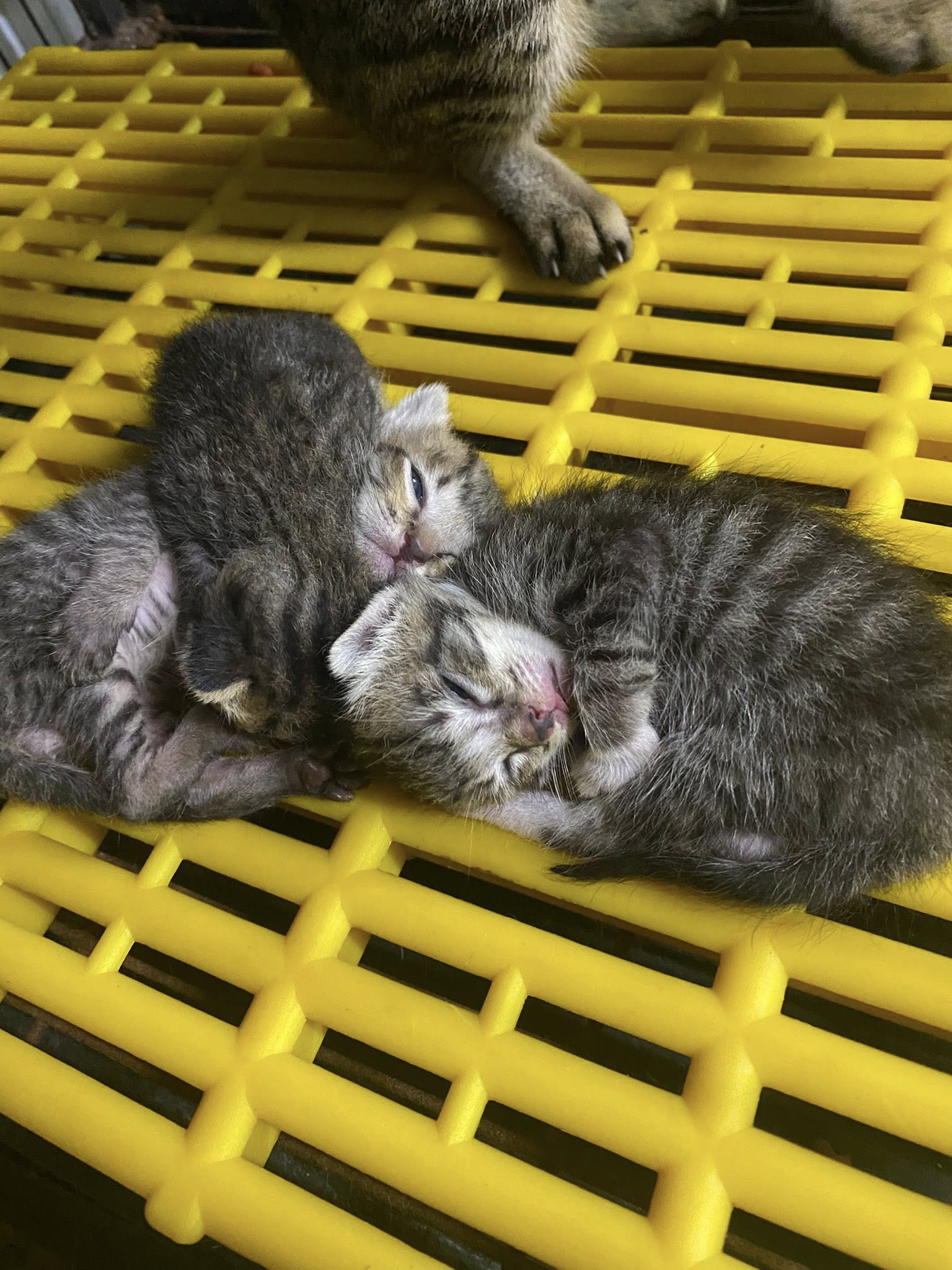 [🆕🇻🇳] Thú Y & Petshop Luân Phan – Quận 12 Hóc Môn 🐶🦜 Top1Pets 🐱🐠 Mèo Mẹ sanh đc 3 em nhỏ
Bầu mà không có chủ nên đi lang thang, PK đã mang về giúp con đẻ đc 3 cháu
– Sắp lớn rồi nên PK tặng 3 bé lại cho bạn nào nhận nu , shares-0✔️ , likes-1❤️️ , date-2025-09-09 20:22:37🐶🐱🇻🇳🇻🇳🇻🇳📰🆕