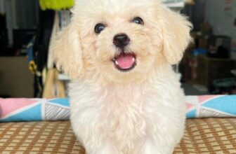 [🆕🇻🇳] SamSam Pet Shop 🐶🦜 Top1Pets 🐱🐠 Nhà có em cún muốn gả
, shares-0✔️ , likes-1❤️️ , date-2025-09-10 23:37:17🐶🐱🇻🇳🇻🇳🇻🇳📰🆕
