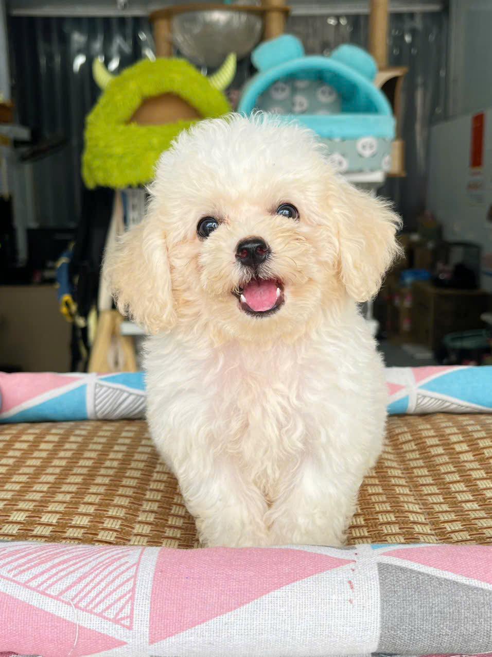 [🆕🇻🇳] SamSam Pet Shop 🐶🦜 Top1Pets 🐱🐠 Nhà có em cún muốn gả
, shares-0✔️ , likes-1❤️️ , date-2025-09-10 23:37:17🐶🐱🇻🇳🇻🇳🇻🇳📰🆕