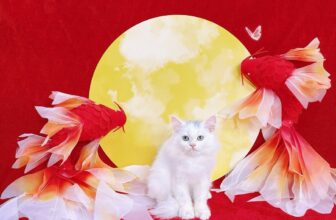 [🆕🇻🇳] Buddy Pets 🐶🦜 Top1Pets 🐱🐠  Trung thu không chỉ có bánh, mà còn có boss xinh!
Ghé spa để bé cưng tỏa sáng cùng ánh trăng nào———✿✿——–
BUDDY PETS
Hotline: 0966 3000 42 , shares-0✔️ , likes-4❤️️ , date-2025-09-09 18:33:15🐶🐱🇻🇳🇻🇳🇻🇳📰🆕