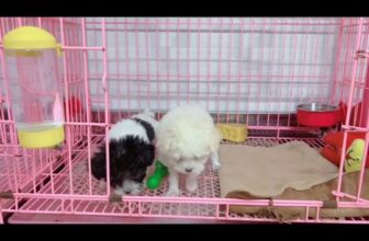 [🆕🇻🇳] Poodle Sky 🐶🦜 Top1Pets 🐱🐠 2 em bé đáng iu #poodlesky , shares-0✔️ , likes-5❤️️ , date-2025-09-10 19:21:23🐶🐱🇻🇳🇻🇳🇻🇳📰🆕