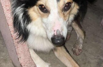 [🆕🇻🇳] PET HOUSE BÌNH DƯƠNG 🐶🦜 Top1Pets 🐱🐠 Cún lạc tìm chủ
Chào mọi người!
Pet house được 1 bạn nhờ đăng tìm chủ cho bé, bé đi lang thang ở đường Nguyễn Đức Thuận, kdc Hiệp Thành 1( đến nay là 3 n , shares-3✔️ , likes-10❤️️ , date-2025-09-11 05:35:12🐶🐱🇻🇳🇻🇳🇻🇳📰🆕