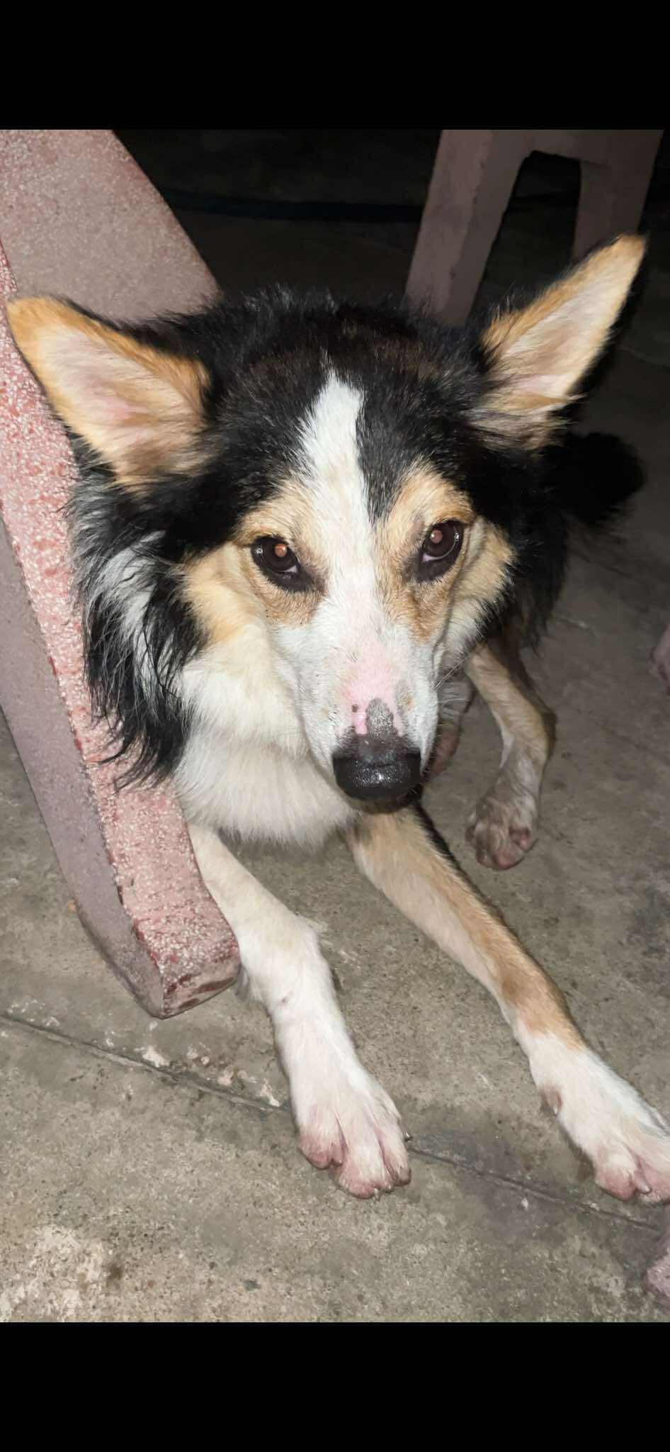 [🆕🇻🇳] PET HOUSE BÌNH DƯƠNG 🐶🦜 Top1Pets 🐱🐠 Cún lạc tìm chủ
Chào mọi người!
Pet house được 1 bạn nhờ đăng tìm chủ cho bé, bé đi lang thang ở đường Nguyễn Đức Thuận, kdc Hiệp Thành 1( đến nay là 3 n , shares-3✔️ , likes-10❤️️ , date-2025-09-11 05:35:12🐶🐱🇻🇳🇻🇳🇻🇳📰🆕