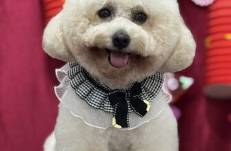 [🆕🇻🇳] CiciPets – Tiệm làm đẹp thú cưng 🐶🦜 Top1Pets 🐱🐠  Mưa gió cũng không làm khó bé  đi làm đẹp được
Cici free đón Boss bán kính 4km nha BaMe ơiii
Aloo đặt lịch cho bé không đợi lâu nhé!
Đặt lịch trước  , shares-1✔️ , likes-5❤️️ , date-2025-09-08 23:54:18🐶🐱🇻🇳🇻🇳🇻🇳📰🆕