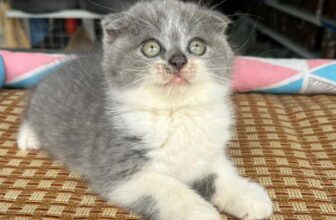 [🆕🇻🇳] SamSam Pet Shop 🐶🦜 Top1Pets 🐱🐠 Nhà có các meo xinh
, shares-0✔️ , likes-3❤️️ , date-2025-09-12 02:07:47🐶🐱🇻🇳🇻🇳🇻🇳📰🆕