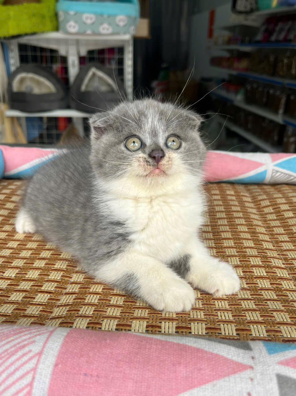 [🆕🇻🇳] Mướp Catnest – Khách sạn mèo, Pet Hotel 🐶🦜 Top1Pets 🐱🐠 Du học xinh nhà tôy đi chụp ảnh quảng cáo mà không cho tôy biết
Chị giấu kĩ quá, tôy chả biết gìiiiiiii
Đi chụp ảnh quảng cáo make up hơi đậm nha
, shares-0✔️ , likes-16❤️️ , date-2025-10-31 05:15:38🐶🐱🇻🇳🇻🇳🇻🇳📰🆕