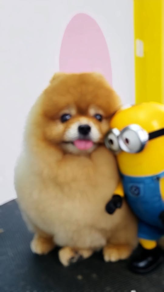 [🆕🇻🇳] DORIS Grooming –  PET SALON – Dịch vụ thú cưng 🐶🦜 Top1Pets 🐱🐠 Tranh thủ ghé #DORIS tắm rửa sạch sẽ chuẩn bị chơi cuối tuần thôi các đồng bông oiiii
——————————————————
𝐃𝐎𝐑𝐈𝐒 𝐆𝐑𝐎𝐎𝐌𝐈𝐍 , shares-0✔️ , likes-2❤️️ , date-2025-09-12 21:56:44🐶🐱🇻🇳🇻🇳🇻🇳📰🆕