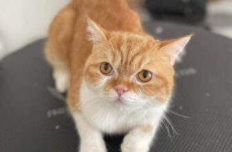 [🆕🇻🇳] THƠM – tiệm làm đẹp thú cưng 🐶🦜 Top1Pets 🐱🐠 Thấy mèo đẹp bao giờ chưa? Nò, đẹp mèo mà còn thơm nữa đó
————————————–
𝐓𝐇𝐎̛𝐌 chuyên:
Spa thú cưng
Dịch vụ trông giữ- Hotel
Pe , shares-0✔️ , likes-2❤️️ , date-2025-09-10 18:53:03🐶🐱🇻🇳🇻🇳🇻🇳📰🆕