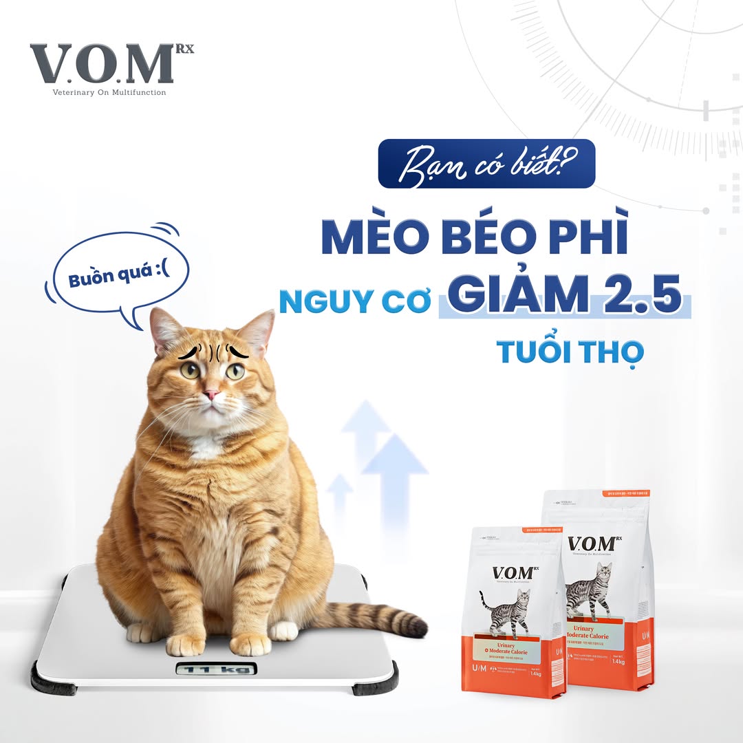 [🆕🇻🇳] V.O.M Việt Nam – Hạt thức ăn hỗ trợ trị liệu đa chức năng 🐶🦜 Top1Pets 🐱🐠 MÈO BÉO PHÌ –  NGUY CƠ GIẢM 2.5 NĂM TUỔI THỌ
Không chỉ là “mập mạp dễ thương”, béo phì ở mèo thực tế là một bệnh lý nguy hiểm.
Mèo thừa cân, béo phì có ng , shares-0✔️ , likes-4❤️️ , date-2025-09-11 00:07:55🐶🐱🇻🇳🇻🇳🇻🇳📰🆕