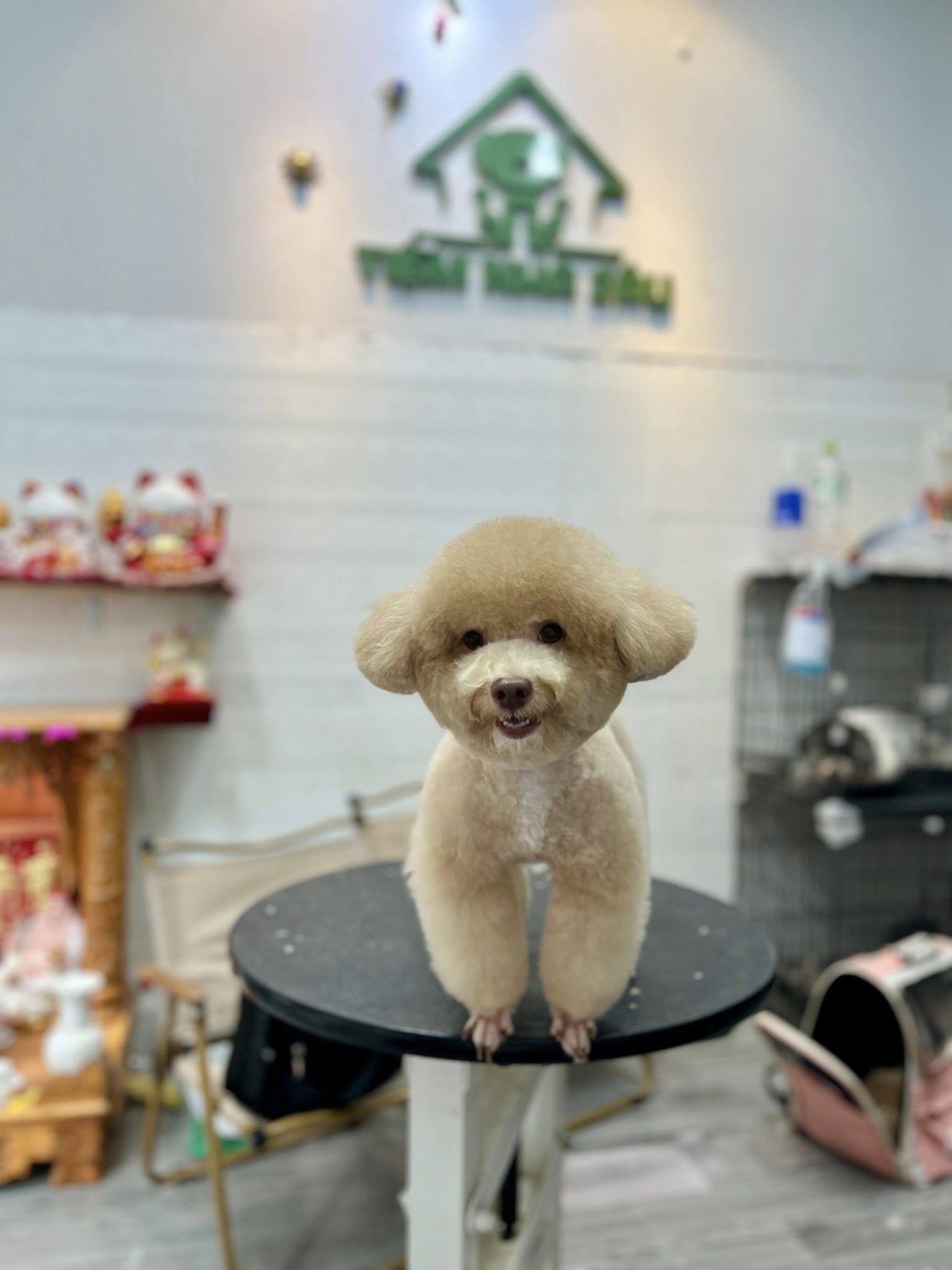 [🆕🇻🇳] Tiệm Nhà Sâu – Pet Shop 🐶🦜 Top1Pets 🐱🐠  xinh tươi quá
#tiẻmnhasau
#phunhuan
, shares-2✔️ , likes-10❤️️ , date-2025-09-15 18:33:25🐶🐱🇻🇳🇻🇳🇻🇳📰🆕