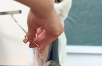 [🆕🇻🇳] Trông Em Pet House – Giữ Chó Mèo Giá Rẻ – Khách Sạn Thú Cưng Giá Rẻ HCM 🐶🦜 Top1Pets 🐱🐠 \u2764\ufe0f TR\u00d4NG EM PET HOUSE \u2764\ufe0f\nh\u00e2n hoan ch\u00e0o \u0111\u00f3n c\u00e1c \”H\u1ecdc Tr\u00f2\” si\u00eau qu\u1eady \u0111\u1ebfn t , shares-110✔️ , likes-348❤️️ , date-2025-09-11 03:34:09🐶🐱🇻🇳🇻🇳🇻🇳📰🆕