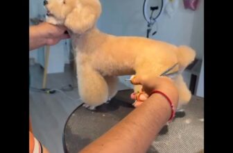 [🆕🇻🇳] Mira Petshop – Cắt tỉa lông, trông giữ thú cưng – Đào tạo Học viên Quận 7 🐶🦜 Top1Pets 🐱🐠 COMBO GROOMING BIẾN HÌNHNHANH TAY ĐẶT LỊCH CHO BOSS THÔI CẢ NHÀ ƠIINBOX
0⃣9⃣ . 7⃣1⃣4⃣9⃣ . 7 , shares-0✔️ , likes-1❤️️ , date-2025-09-11 17:45:53🐶🐱🇻🇳🇻🇳🇻🇳📰🆕