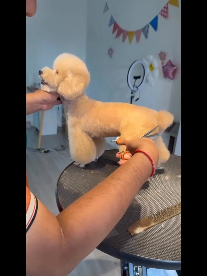[🆕🇻🇳] Mira Petshop – Cắt tỉa lông, trông giữ thú cưng – Đào tạo Học viên Quận 7 🐶🦜 Top1Pets 🐱🐠 COMBO GROOMING BIẾN HÌNHNHANH TAY ĐẶT LỊCH CHO BOSS THÔI CẢ NHÀ ƠIINBOX
0⃣9⃣ . 7⃣1⃣4⃣9⃣ . 7 , shares-0✔️ , likes-1❤️️ , date-2025-09-11 17:45:53🐶🐱🇻🇳🇻🇳🇻🇳📰🆕