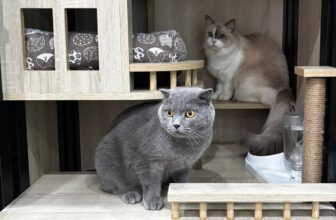 [🆕🇻🇳] ONE PET – Spa & Hotel Thú Cưng 🐶🦜 Top1Pets 🐱🐠  Chào tuần mới cùng One Pet SpaCác bé cún mèo đáng yêu xứng đáng được thư giãn và chăm sóc chu đáo nhất!
Tắm gội sạch thơm – Sấy lông bồng bềnh – Chải , shares-0✔️ , likes-0❤️️ , date-2025-09-15 17:43:41🐶🐱🇻🇳🇻🇳🇻🇳📰🆕