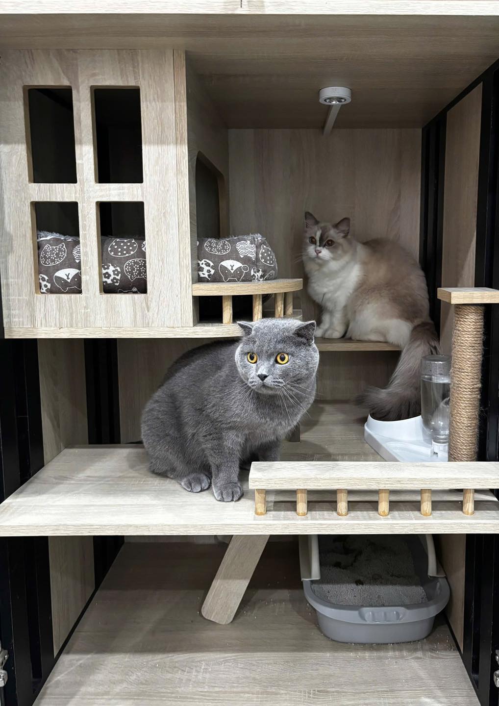 [🆕🇻🇳] ONE PET – Spa & Hotel Thú Cưng 🐶🦜 Top1Pets 🐱🐠  Chào tuần mới cùng One Pet SpaCác bé cún mèo đáng yêu xứng đáng được thư giãn và chăm sóc chu đáo nhất!
Tắm gội sạch thơm – Sấy lông bồng bềnh – Chải , shares-0✔️ , likes-0❤️️ , date-2025-09-15 17:43:41🐶🐱🇻🇳🇻🇳🇻🇳📰🆕