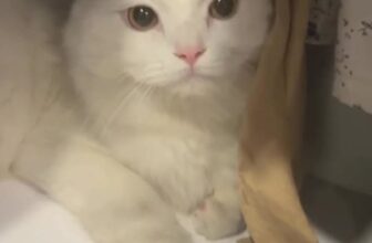 [🆕🇻🇳] MIA Animal Hospital 🐶🦜 Top1Pets 🐱🐠  TÌM CHỦ YÊU THƯƠNG CHO MĂNG CỤT , shares-0✔️ , likes-10❤️️ , date-2025-09-15 17:31:49🐶🐱🇻🇳🇻🇳🇻🇳📰🆕