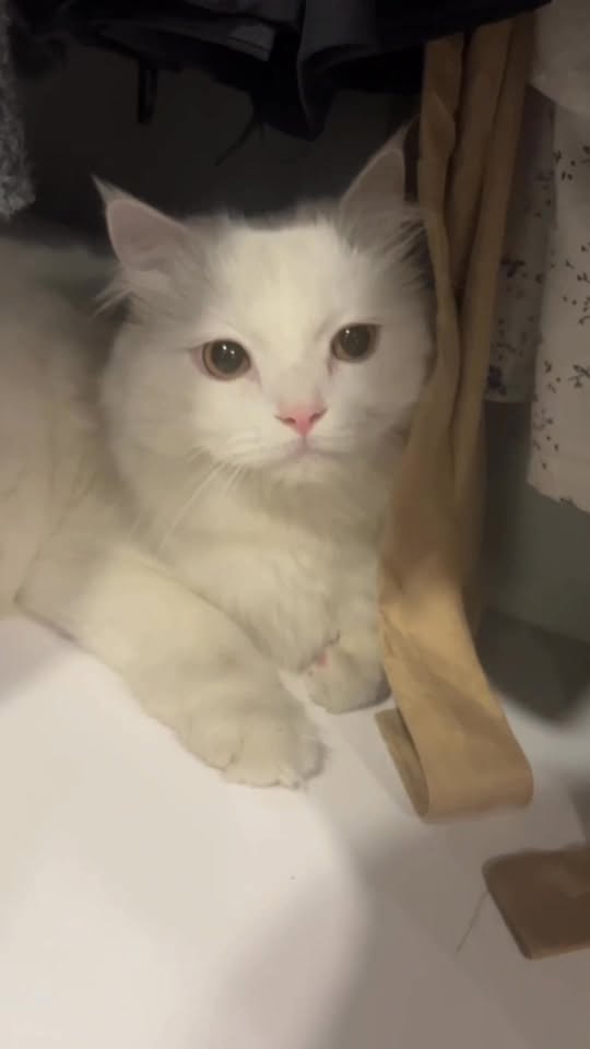 [🆕🇻🇳] MIA Animal Hospital 🐶🦜 Top1Pets 🐱🐠  TÌM CHỦ YÊU THƯƠNG CHO MĂNG CỤT , shares-0✔️ , likes-10❤️️ , date-2025-09-15 17:31:49🐶🐱🇻🇳🇻🇳🇻🇳📰🆕