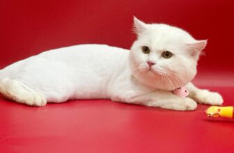 [🆕🇻🇳] KHA PET- tiệm bán thú cưng & Spa 309/2 Hải Phòng- Đà Nẵng. 🐶🦜 Top1Pets 🐱🐠  làm ngắn lông 3,2mm ( ko sát da )
sạch sẽ & giảm rụng lông 90%
, shares-0✔️ , likes-2❤️️ , date-2025-09-18 22:33:02🐶🐱🇻🇳🇻🇳🇻🇳📰🆕