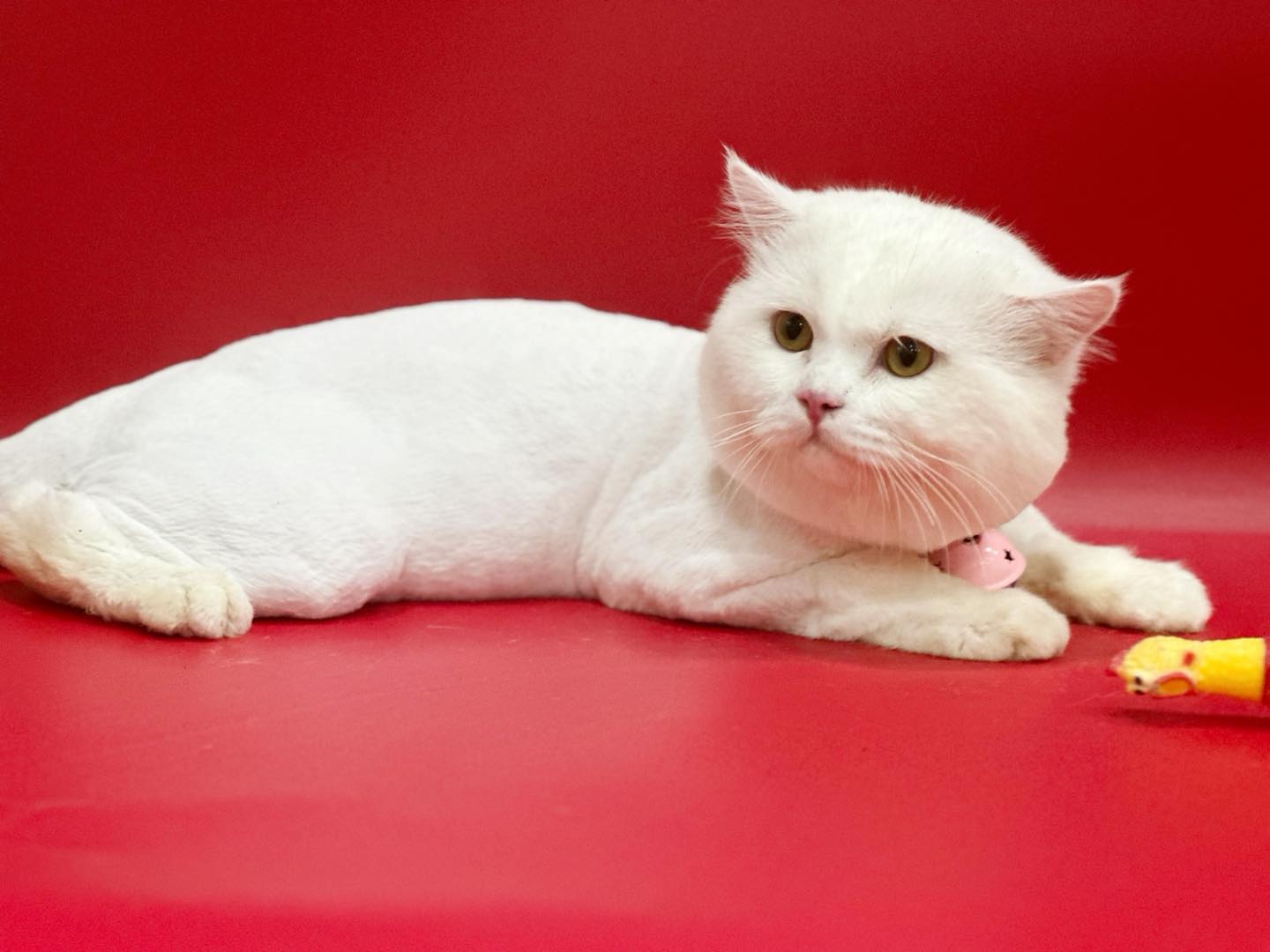 [🆕🇻🇳] KHA PET- tiệm bán thú cưng & Spa 309/2 Hải Phòng- Đà Nẵng. 🐶🦜 Top1Pets 🐱🐠  làm ngắn lông 3,2mm ( ko sát da )
sạch sẽ & giảm rụng lông 90%
, shares-0✔️ , likes-2❤️️ , date-2025-09-18 22:33:02🐶🐱🇻🇳🇻🇳🇻🇳📰🆕