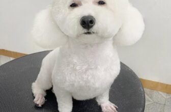 [🆕🇻🇳] Samii Petshop – Tiệm làm đẹp thú cưng 🐶🦜 Top1Pets 🐱🐠 Từ ngày 15/09/25 , Samii áp dụng CTKM mua 4 buổi tắm ưu đãi 25% sử dụng trong vòng 40 ngày , kể từ ngày đăng kí .
Combo tắm bao gồm :
1. Cạo bàn, bụng, hậu , shares-2✔️ , likes-4❤️️ , date-2025-09-15 21:05:41🐶🐱🇻🇳🇻🇳🇻🇳📰🆕