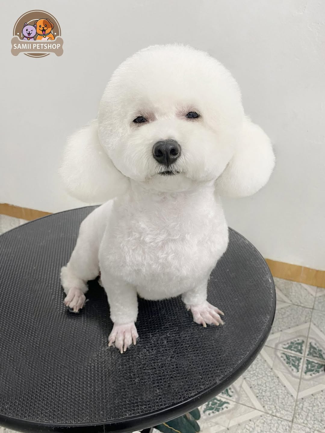 [🆕🇻🇳] Samii Petshop – Tiệm làm đẹp thú cưng 🐶🦜 Top1Pets 🐱🐠 Từ ngày 15/09/25 , Samii áp dụng CTKM mua 4 buổi tắm ưu đãi 25% sử dụng trong vòng 40 ngày , kể từ ngày đăng kí .
Combo tắm bao gồm :
1. Cạo bàn, bụng, hậu , shares-2✔️ , likes-4❤️️ , date-2025-09-15 21:05:41🐶🐱🇻🇳🇻🇳🇻🇳📰🆕