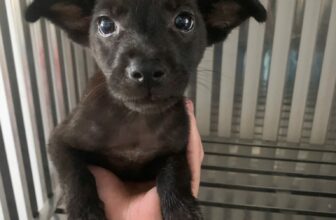 [🆕🇻🇳] PET HOUSE BÌNH DƯƠNG 🐶🦜 Top1Pets 🐱🐠 Góc tặng chó!
Khách Chang có nhặt được bé bên đường bây giờ muốn tặng bé. Khách nào muốn nhận bé về cho bận rộn vui vẻ và báo thì inbox nhé. Cảm oen mọi ng , shares-1✔️ , likes-8❤️️ , date-2025-09-20 16:36:10🐶🐱🇻🇳🇻🇳🇻🇳📰🆕