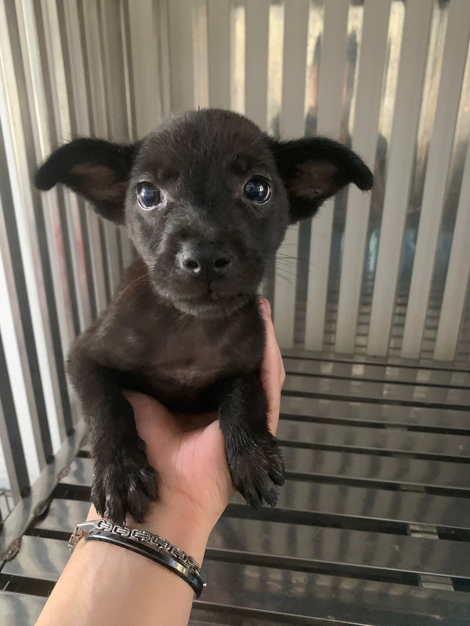 [🆕🇻🇳] Pet Family- cửa hàng thú cưng Tuyên Quang 🐶🦜 Top1Pets 🐱🐠 𝑪𝒂̂̀𝒏 𝒄𝒂̂𝒖 𝒎𝒆̀𝒐, đ𝒐̂̀ 𝒄𝒉𝒐̛𝒊 𝒄𝒉𝒐 𝒎𝒆̀𝒐.——————PetFamily—————–
Số nhà 502 – Đội Cấn – TP Tuyên Quang ( gần ngã 3 z2 )
0394.455.296
: , shares-0✔️ , likes-0❤️️ , date-2025-09-20 17:35:44🐶🐱🇻🇳🇻🇳🇻🇳📰🆕