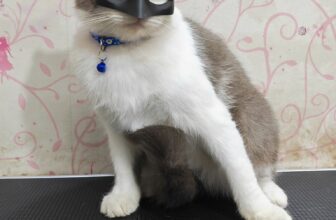 [🆕🇻🇳] LEO PET HOUSE – Grooming & Spa 🐶🦜 Top1Pets 🐱🐠 Bộ sưu tập mèo tại nhà #LEOPETHOUSE
, shares-1✔️ , likes-4❤️️ , date-2025-09-16 02:19:36🐶🐱🇻🇳🇻🇳🇻🇳📰🆕