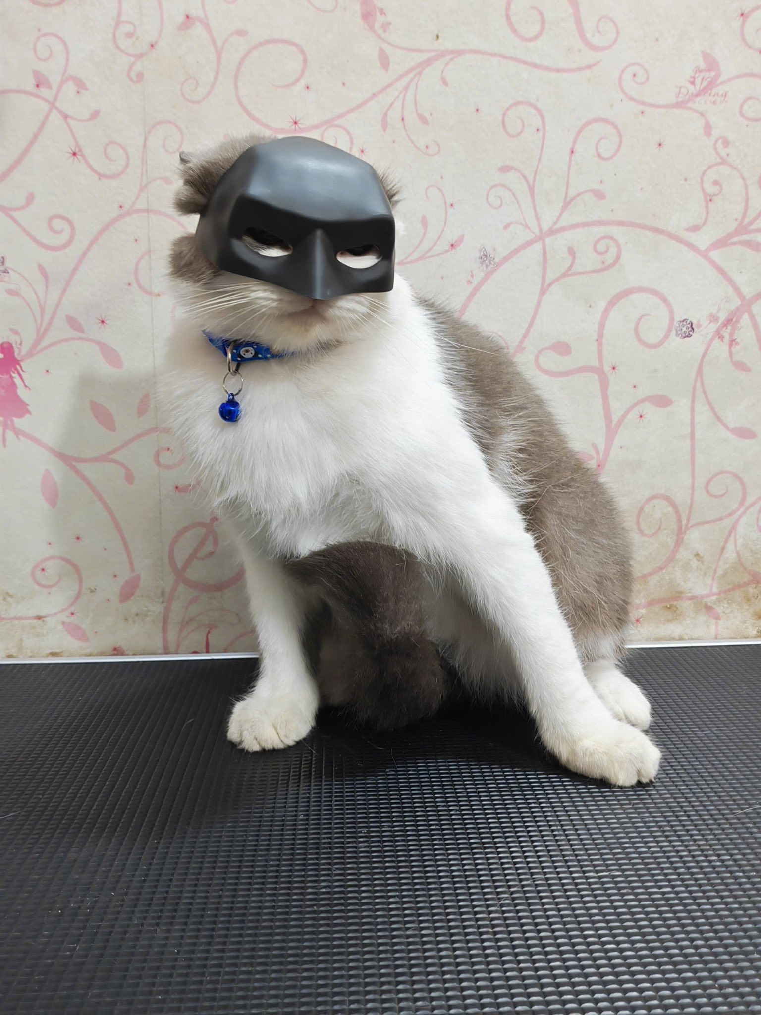 [🆕🇻🇳] LEO PET HOUSE – Grooming & Spa 🐶🦜 Top1Pets 🐱🐠 Bộ sưu tập mèo tại nhà #LEOPETHOUSE
, shares-1✔️ , likes-4❤️️ , date-2025-09-16 02:19:36🐶🐱🇻🇳🇻🇳🇻🇳📰🆕