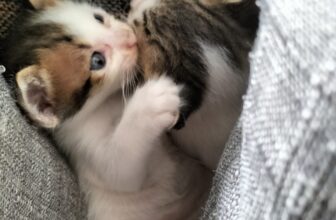 [🆕🇻🇳] PetKung.vn 🐶🦜 Top1Pets 🐱🐠 Mn ơi, mik có cứu được 2 bé mèo bị bỏ ở sọt rác các bé tội nghiệp lắm. Mn ai muốn nhận nuôi ib mik nha, mik ở quận 1 TP.HCM.
, shares-0✔️ , likes-5❤️️ , date-2025-09-18 22:36:36🐶🐱🇻🇳🇻🇳🇻🇳📰🆕