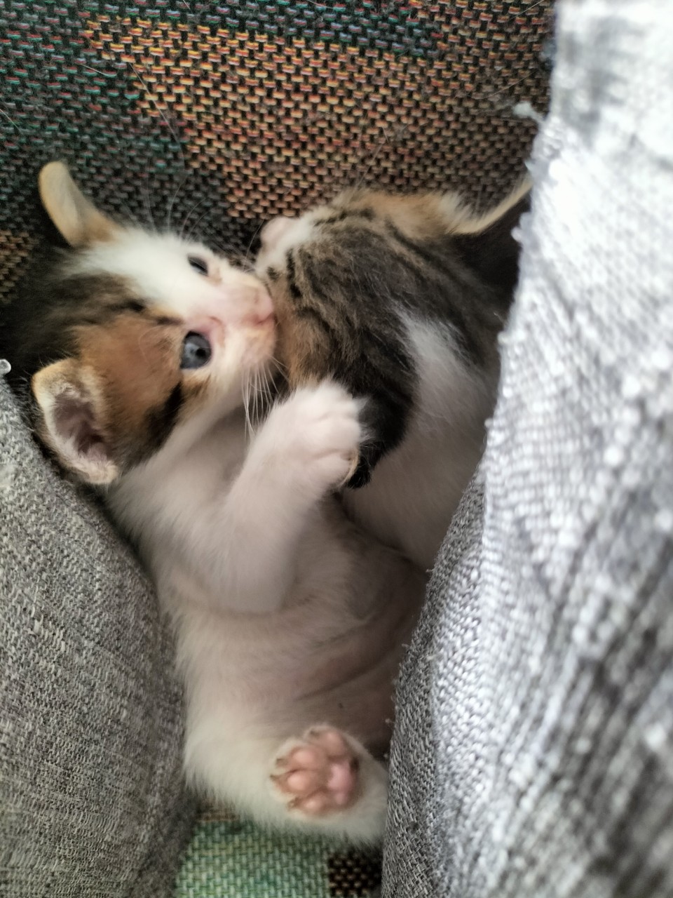 [🆕🇻🇳] PetKung.vn 🐶🦜 Top1Pets 🐱🐠 Mn ơi, mik có cứu được 2 bé mèo bị bỏ ở sọt rác các bé tội nghiệp lắm. Mn ai muốn nhận nuôi ib mik nha, mik ở quận 1 TP.HCM.
, shares-0✔️ , likes-5❤️️ , date-2025-09-18 22:36:36🐶🐱🇻🇳🇻🇳🇻🇳📰🆕