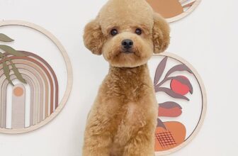 [🆕🇻🇳] MORRI Pet Care- Trung tâm thú cưng 🐶🦜 Top1Pets 🐱🐠 Body gọn gàng cho ba mẹ thích sự mát mẻ𝐌𝐎𝐑𝐑𝐈 𝐏𝐞𝐭 𝐂𝐚𝐫𝐞- 𝐓𝐫𝐮𝐧𝐠 𝐭𝐚̂𝐦 𝐭𝐡𝐮́ 𝐜𝐮̛𝐧𝐠 𝐆𝐢𝐨̛̀ 𝐡𝐨𝐚̣𝐭 đ𝐨̣̂𝐧𝐠: 09h00 – 20h00. 𝗭𝗮𝗹𝗼/𝗛𝗼𝘁𝗹𝗶𝗻𝗲/𝐕𝐢𝐛𝐞𝐫/𝐓𝐞𝐥𝐞𝐠𝐫𝐚𝐦/𝐒𝐌𝐒: 0985.33 , shares-0✔️ , likes-6❤️️ , date-2025-09-16 19:21:05🐶🐱🇻🇳🇻🇳🇻🇳📰🆕