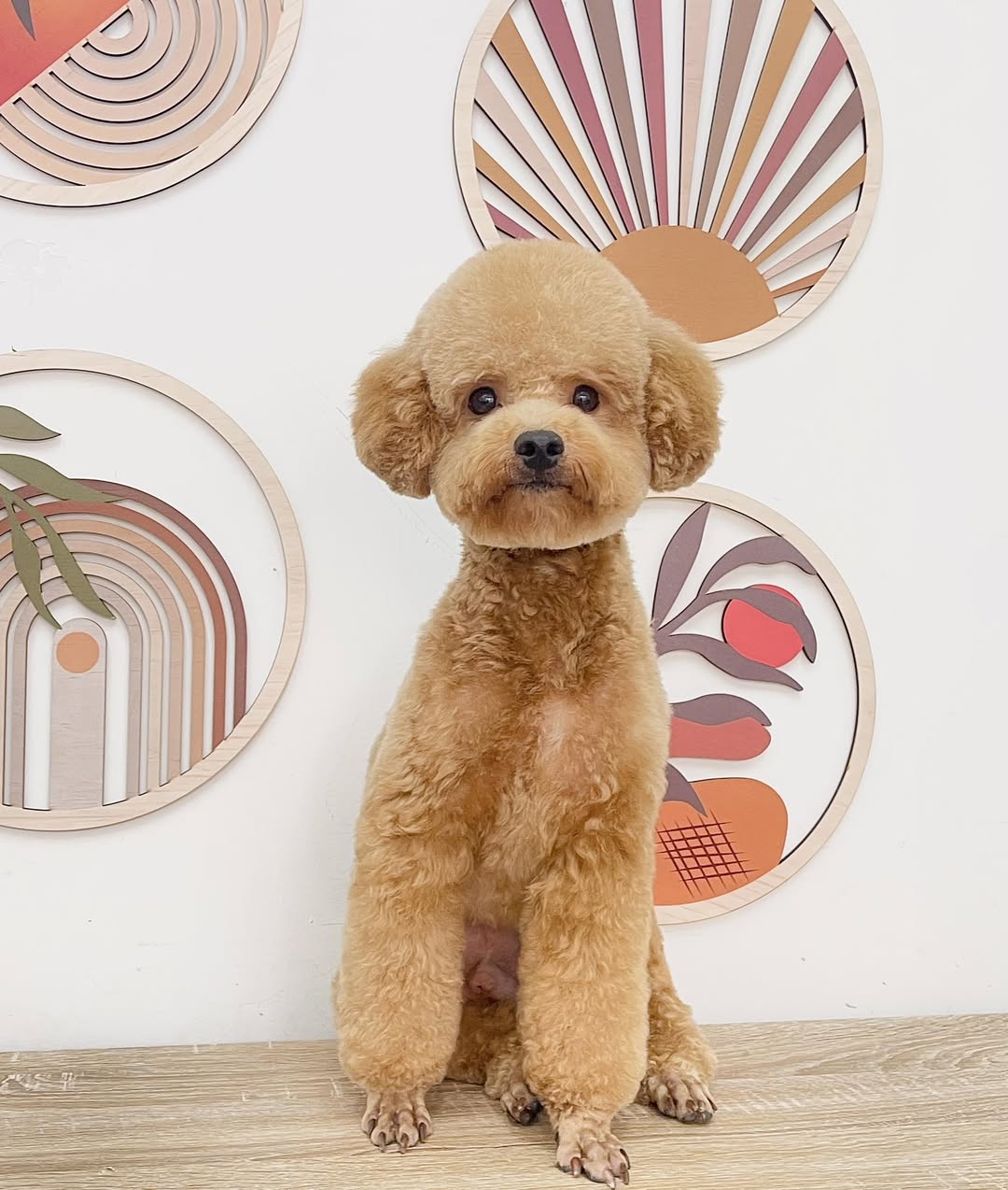 [🆕🇻🇳] MORRI Pet Care- Trung tâm thú cưng 🐶🦜 Top1Pets 🐱🐠 Body gọn gàng cho ba mẹ thích sự mát mẻ𝐌𝐎𝐑𝐑𝐈 𝐏𝐞𝐭 𝐂𝐚𝐫𝐞- 𝐓𝐫𝐮𝐧𝐠 𝐭𝐚̂𝐦 𝐭𝐡𝐮́ 𝐜𝐮̛𝐧𝐠 𝐆𝐢𝐨̛̀ 𝐡𝐨𝐚̣𝐭 đ𝐨̣̂𝐧𝐠: 09h00 – 20h00. 𝗭𝗮𝗹𝗼/𝗛𝗼𝘁𝗹𝗶𝗻𝗲/𝐕𝐢𝐛𝐞𝐫/𝐓𝐞𝐥𝐞𝐠𝐫𝐚𝐦/𝐒𝐌𝐒: 0985.33 , shares-0✔️ , likes-6❤️️ , date-2025-09-16 19:21:05🐶🐱🇻🇳🇻🇳🇻🇳📰🆕