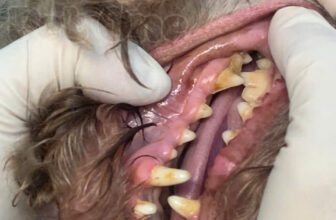 [🆕🇻🇳] Phòng Khám Thú Y Pet One  (CN Quận Tân Phú) 🐶🦜 Top1Pets 🐱🐠  𝐂𝐀̣𝐎 𝐕𝐎̂𝐈 𝐑𝐀̆𝐍𝐆 – 𝐁𝐈́ 𝐐𝐔𝐘𝐄̂́𝐓 𝐆𝐈𝐔̛̃ 𝐍𝐔̣ 𝐂𝐔̛𝐎̛̀𝐈 𝐊𝐇𝐎̉𝐄 𝐌𝐀̣𝐍𝐇 𝐂𝐇𝐎 𝐁𝐄́ 𝐂𝐔̛𝐍𝐆Bạn có biết?
𝐇𝐨̛𝐧 𝟕𝟎% chó trên 3 tuổi gặp vấn đề về răng miệng như hôi miệng , shares-0✔️ , likes-5❤️️ , date-2025-09-18 23:14:44🐶🐱🇻🇳🇻🇳🇻🇳📰🆕