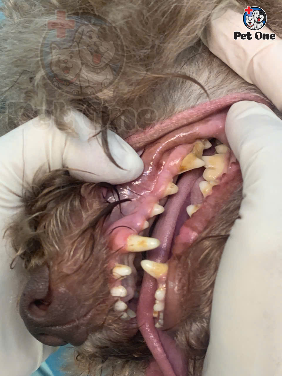 [🆕🇻🇳] Miley Shop – chuyên hàng order QC loại 1-Hàng xuất dư, cover cho pé 🧑‍🧒❤️️👶⭐️ Em tung siêu phẩm đầu thu
Xin mời các mẹ chotdonnnn ahihi
Ảnh thật 100% ạ
CHẤT QUÁ MỊN , THOÁNG LẮM LUÔN BÉ MẶC BAO THÍCH Ạ, TIN EM ĐIEm lên set 2 bộ pi , shares-0✔️ , likes-6❤️️ , date-2025-09-18 23:23:34🇻🇳🇻🇳🇻🇳📰🆕