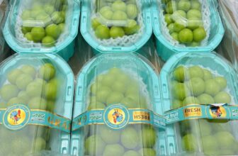 [🆕🇻🇳] Hoa Quả 4Mùa – Cửa hàng rau quả 🍔 Top1Food  🍜  #Nho_xanh_Mẫu_Đơn nhập khẩuhay được gọi là Nho Sữa, được trồng theo phương pháp hữu cơ trong nhà kính, nên nho sẽ hấp thụ được tối đa chất dinh dưỡng,  , shares-0✔️ , likes-0❤️️ , date-2025-09-16 22:01:10🇻🇳🇻🇳🇻🇳📰🆕