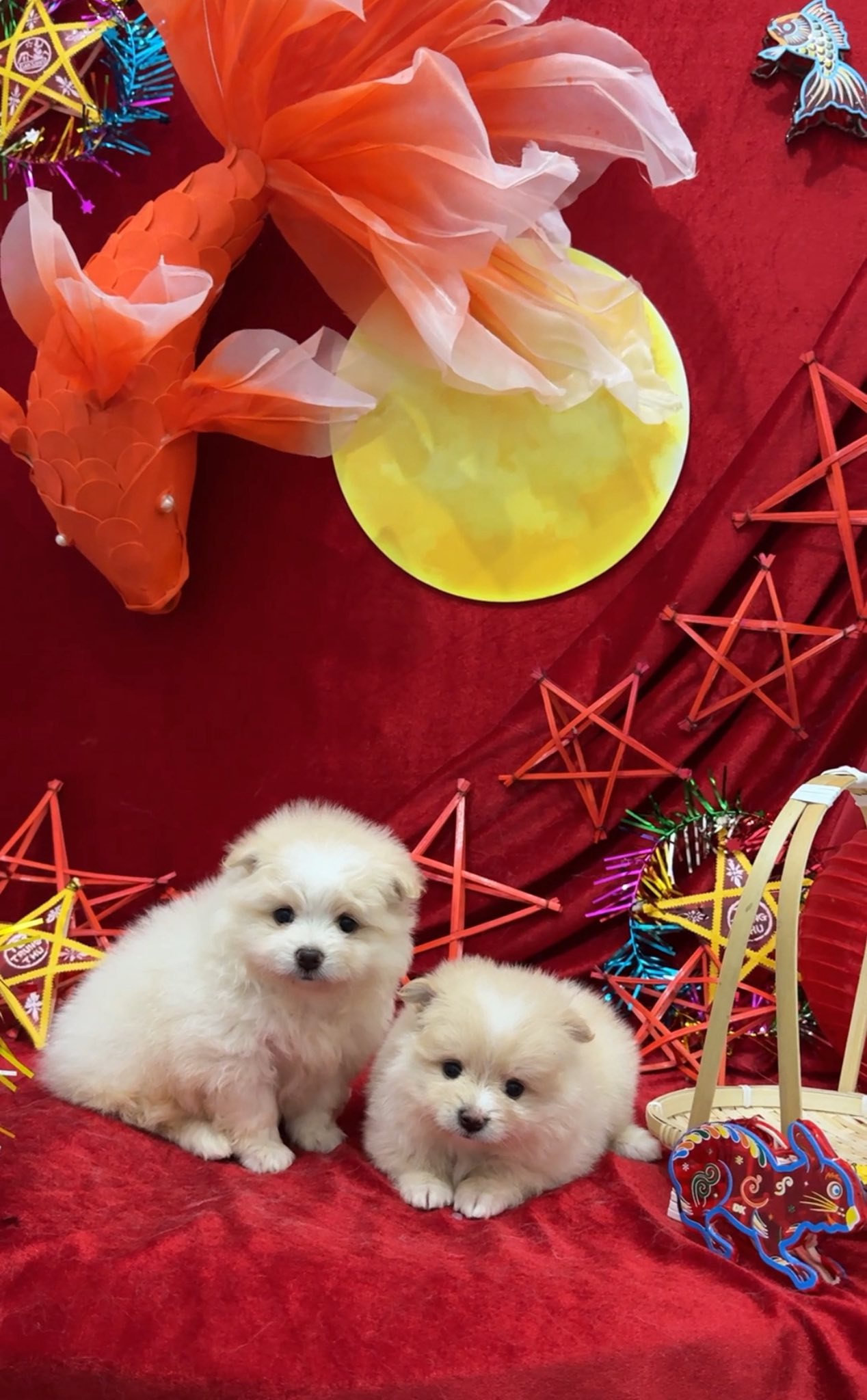 [🆕🇻🇳] Kim Spa & Pet Shop 🐶🦜 Top1Pets 🐱🐠 Xinh quá xá là xinh!!
Khách đến sốp hay bảo sao con em không có ảnh treo trên cây thì đợt này sốp cố gắng bổ sung cho đủ đây ạ
, shares-0✔️ , likes-7❤️️ , date-2025-09-16 22:01:27🐶🐱🇻🇳🇻🇳🇻🇳📰🆕