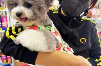 [🆕🇻🇳] Phòng Khám Thú Y Tên Lửa  (Veterinary Clinic Rocket) 🐶🦜 Top1Pets 🐱🐠 Gửi cả nhà màn “thăng hạng nhan sắc” phong cách “teddy bear” siêu đáng yêu của bé Poodle tại Thú Y Tên Lửa nè!Bộ lông xoăn tít đáng yêu của Poodle chín , shares-1✔️ , likes-64❤️️ , date-2025-09-18 18:46:12🐶🐱🇻🇳🇻🇳🇻🇳📰🆕