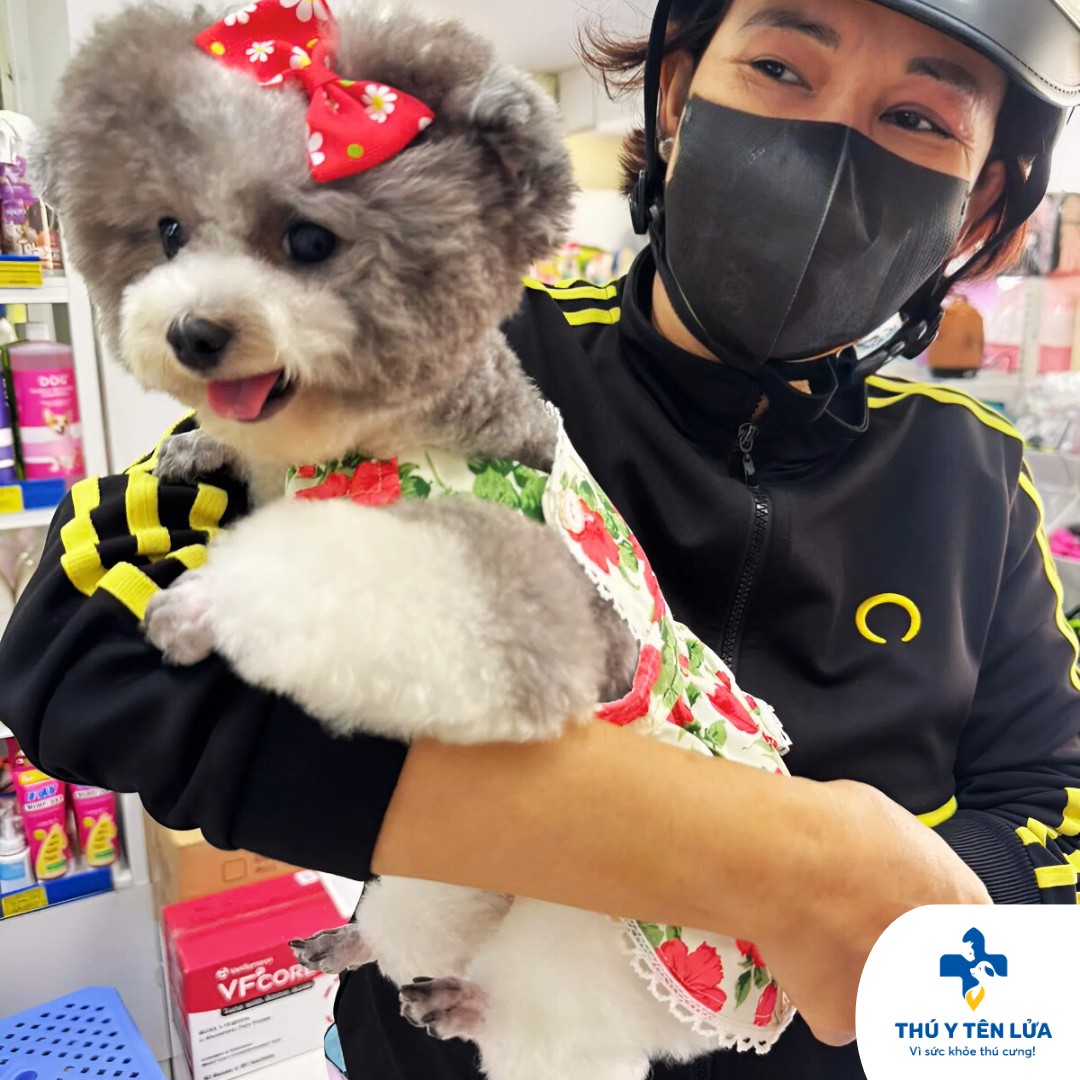 [🆕🇻🇳] Phòng Khám Thú Y Tên Lửa  (Veterinary Clinic Rocket) 🐶🦜 Top1Pets 🐱🐠 Gửi cả nhà màn “thăng hạng nhan sắc” phong cách “teddy bear” siêu đáng yêu của bé Poodle tại Thú Y Tên Lửa nè!Bộ lông xoăn tít đáng yêu của Poodle chín , shares-1✔️ , likes-64❤️️ , date-2025-09-18 18:46:12🐶🐱🇻🇳🇻🇳🇻🇳📰🆕