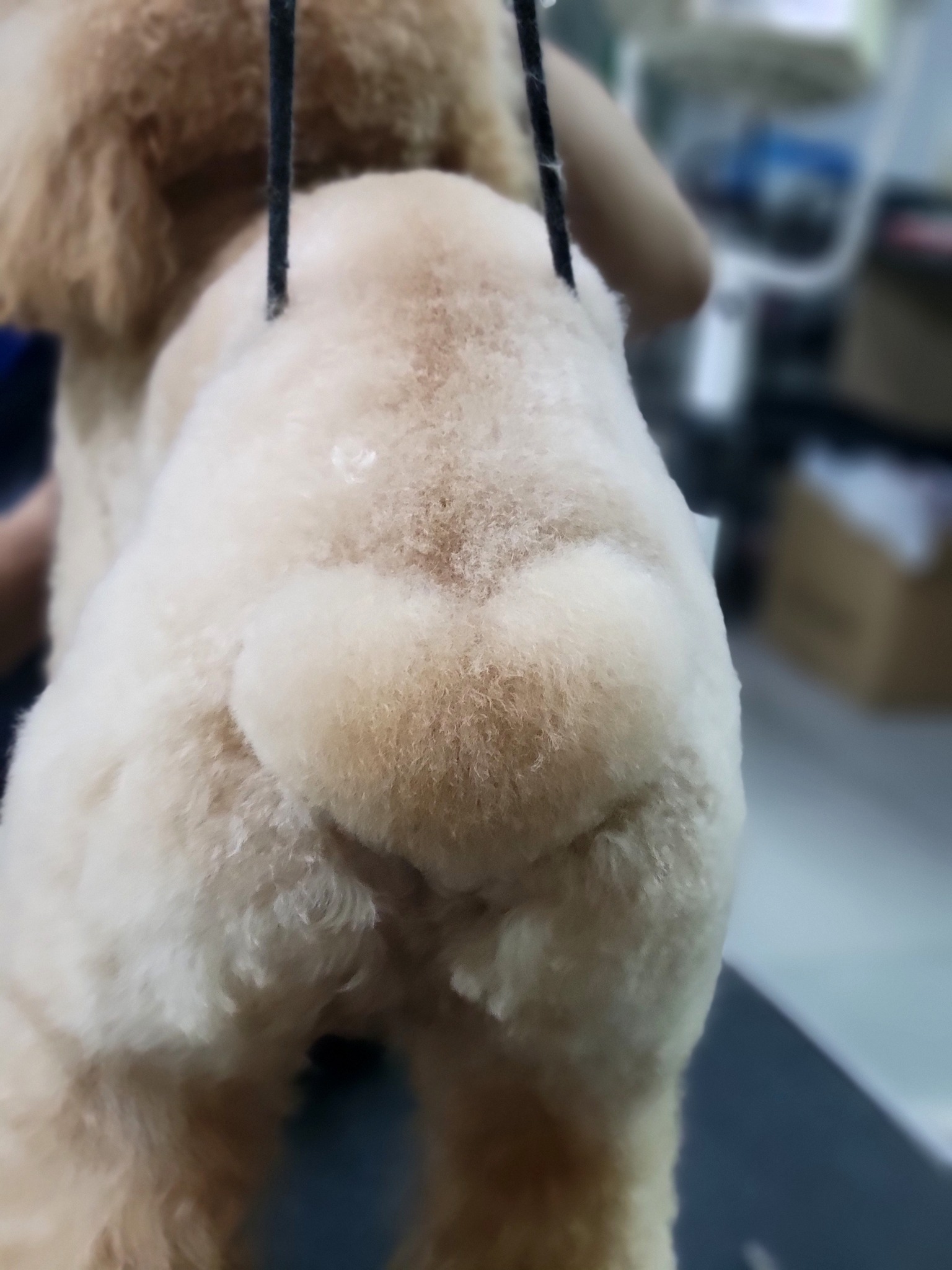 [🆕🇻🇳] Sushi Family – Pet Shop And Grooming – Cắt tỉa lông Thú cưng tại Tp HCM 🐶🦜 Top1Pets 🐱🐠 Thông báo shop đóng cửa 1 ngày thứ 4 (17/9/2025)
, shares-0✔️ , likes-0❤️️ , date-2025-09-16 16:10:47🐶🐱🇻🇳🇻🇳🇻🇳📰🆕