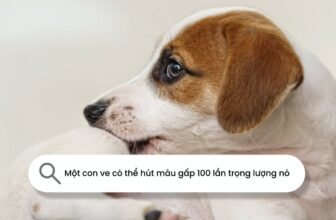 [🆕🇻🇳] QIN PET – Your Pet Our Care 🐶🦜 Top1Pets 🐱🐠 “Sen” đã biết chưa
xem chi tiết tại Comment
, shares-0✔️ , likes-2❤️️ , date-2025-09-17 05:35:29🐶🐱🇻🇳🇻🇳🇻🇳📰🆕