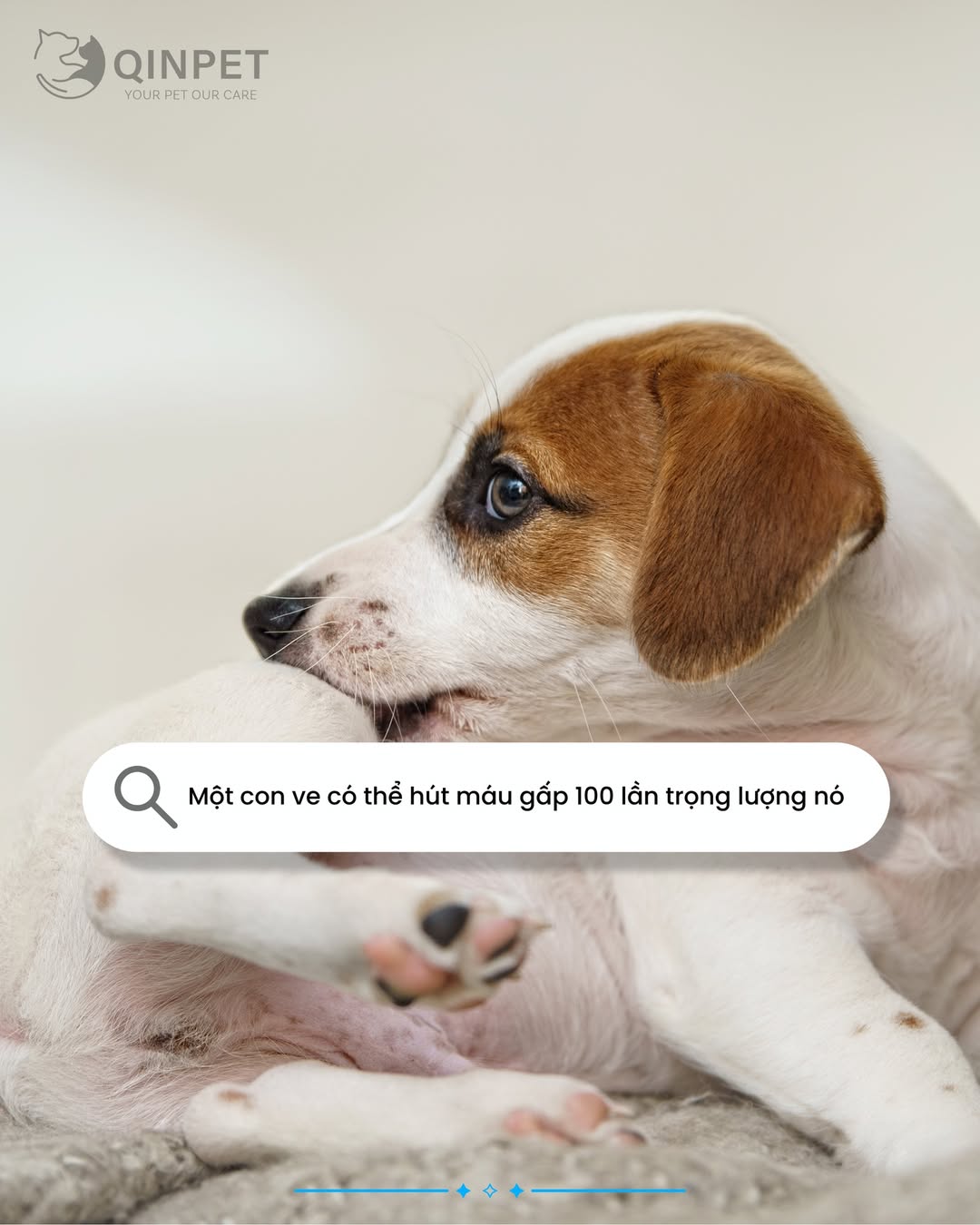 [🆕🇻🇳] QIN PET – Your Pet Our Care 🐶🦜 Top1Pets 🐱🐠 “Sen” đã biết chưa
xem chi tiết tại Comment
, shares-0✔️ , likes-2❤️️ , date-2025-09-17 05:35:29🐶🐱🇻🇳🇻🇳🇻🇳📰🆕