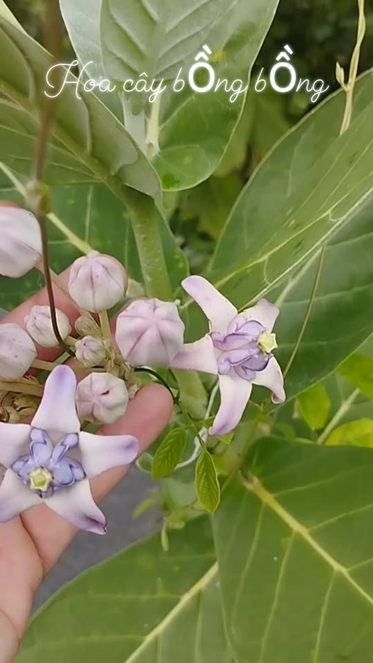 [🆕🇻🇳] Thời trang cho cả nhà – Bán lẻ quần áo trẻ em và cho cả nhà 👕 Top1Fashion 👗  Calotropis gigantea trong tiếng Việt gọi tên Bòng bòng hay bòng bòng to, bông bông, bồng bồng, bồng bồng to, lá hen, nam tì b], là một loài thực vật có hoa , shares-0✔️ , likes-0❤️️ , date-2025-09-18 13:16:29🇻🇳🇻🇳🇻🇳📰🆕