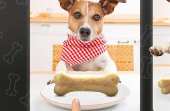 [🆕🇻🇳] Ganador Việt Nam – Thương hiệu thức ăn hoàn thiện & cân bằng dành cho cún cưng từ Tập đoàn ADM 🐶🦜 Top1Pets 🐱🐠  ĂN XƯƠNG BỔ XƯƠNG? SAI LẦM NGUY HIỂM CHO BOSSNhiều Sen vẫn nghĩ Boss ăn gì bổ nấy, nên cho rằng cứ đưa xương gà hay xương vụn cho Boss gặm là tốt. Như , shares-0✔️ , likes-174❤️️ , date-2025-09-19 02:01:46🐶🐱🇻🇳🇻🇳🇻🇳📰🆕