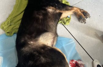 [🆕🇻🇳] Thú Y & Petshop Luân Phan – Quận 12 Hóc Môn 🐶🦜 Top1Pets 🐱🐠 Triệt Sản Tại Nhà Cuối Tuần
Cảm ơn quý KH tin tưởng và ủng hộ
______________________________________
𝐏𝐇𝐎̀𝐍𝐆 𝐊𝐇𝐀́𝐌 𝐓𝐇𝐔́ 𝐘 & 𝐏𝐄𝐓𝐒𝐇𝐎𝐏
, shares-0✔️ , likes-1❤️️ , date-2025-09-18 13:03:53🐶🐱🇻🇳🇻🇳🇻🇳📰🆕