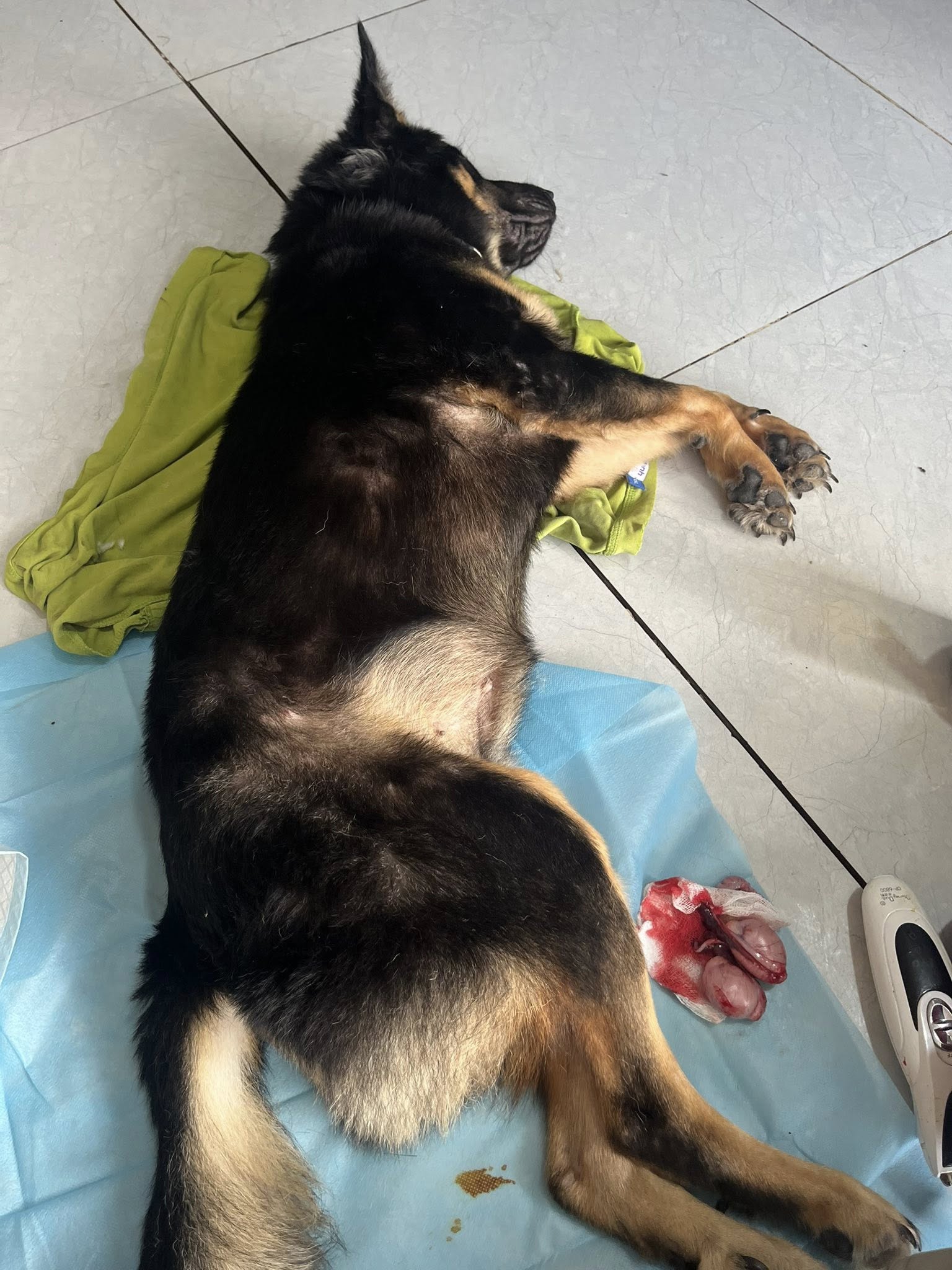 [🆕🇻🇳] Petopia play&care 🐶🦜 Top1Pets 🐱🐠 Ba anh em nhi đồng đi học mầm non Petopia.
, shares-0✔️ , likes-5❤️️ , date-2025-09-18 04:17:41🐶🐱🇻🇳🇻🇳🇻🇳📰🆕