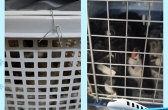 [🆕🇻🇳] Vận chuyển thú cưng toàn quốc ATI Pet Express 🐶🦜 Top1Pets 🐱🐠  Từ Hà Nội ➝ Sài Gòn chỉ vài tiếng, nhanh – gọn – an toàn cùng Ati Pet Express #vanchuyencho #vận_chuyển_chó_mèo #chăm_sóc_thú_cưng #vanchuyenmeo #vanchuye , shares-0✔️ , likes-0❤️️ , date-2025-09-24 18:58:18🐶🐱🇻🇳🇻🇳🇻🇳📰🆕